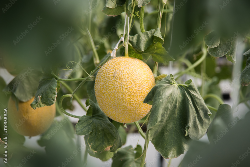 cantaloupe growing in greenhouse cantaloupe growing in greenhouse