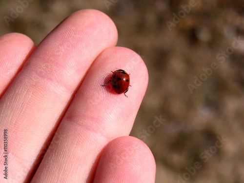 Ladybug in the Palm of your hand