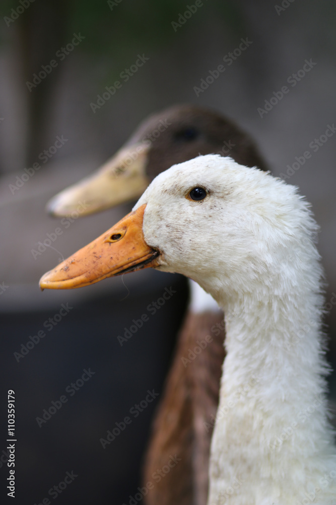 White and brown goose standing side by side
White and brown goose standing side by side