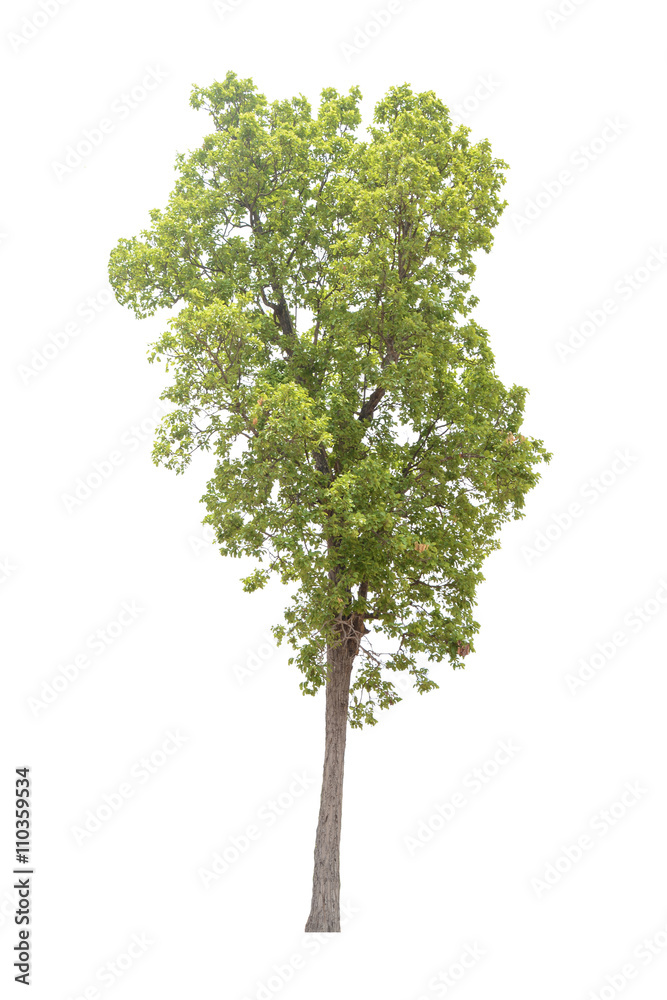 Tree white background