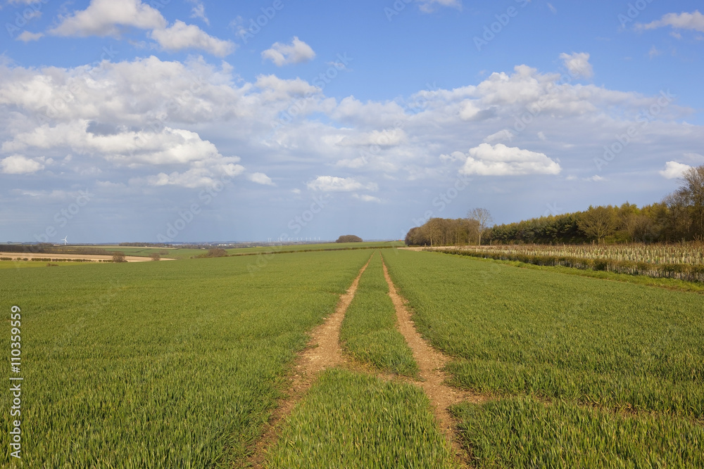 woodland copse with flowering oilseed rape crop