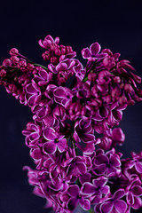 Papier peint photo Lilas Lilas violet aux fleurs odorantes  © rozaivn58