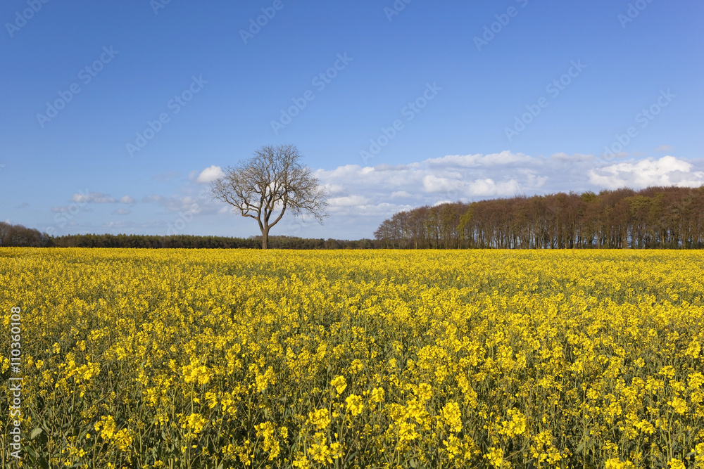 flowering oilseed rape crops with woodland