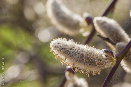 Salix alba (white willow) catkin