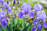 iris flowers garden 