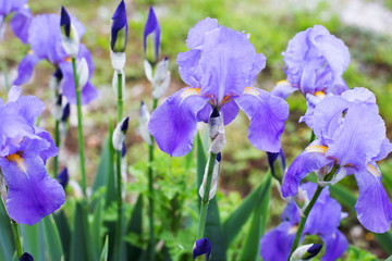 Papier peint photo Iris Iris colorés du jardin fleuri  © TTLmedia
