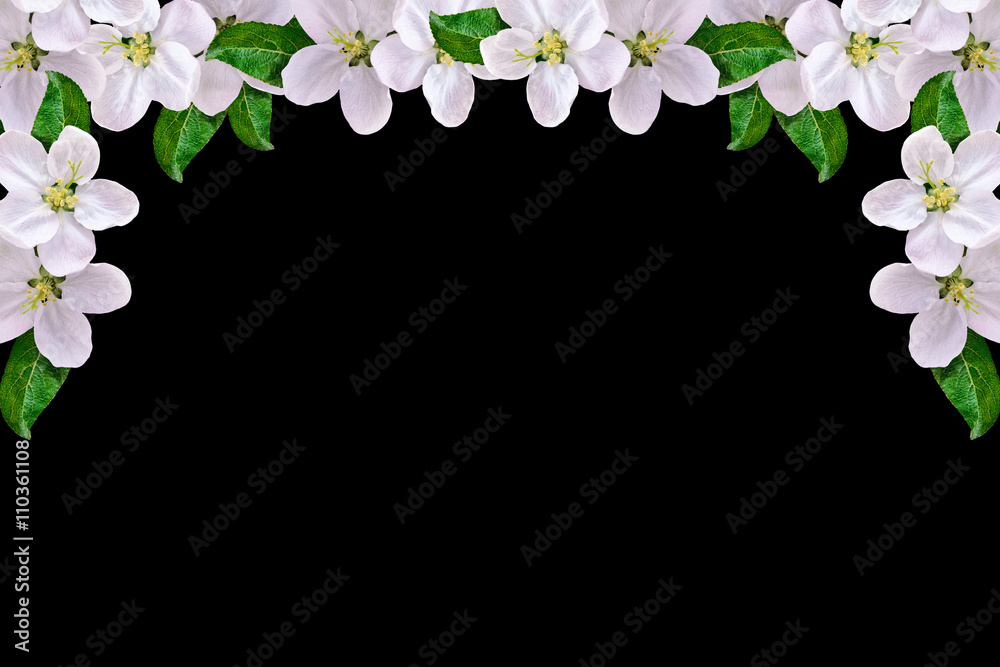 Obraz premium Beautiful delicate white flowers of apple blossom isolated on bl