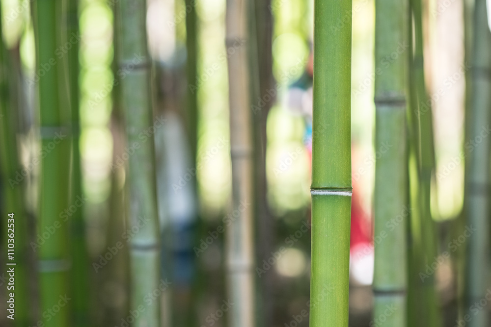 Closeup of green bamboo trunks. Only one trunk of a bamboo in focus, the others are blurry. Closeup of green bamboo trunks. Only one trunk of a bamboo in focus, the others are blurry.