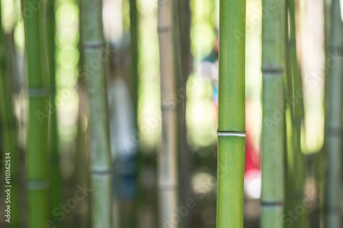 Closeup of green bamboo trunks. Only one trunk of a bamboo in focus  the others are blurry.