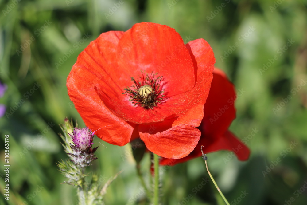 Red poppy flower in spring