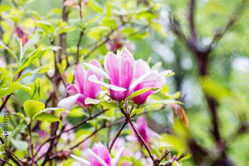 Pink magnolia tree