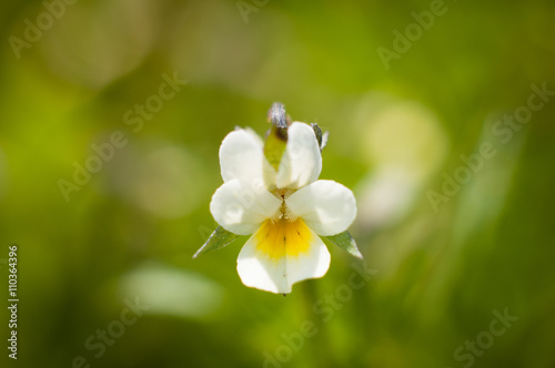 small white wild flower with yellow pollen
