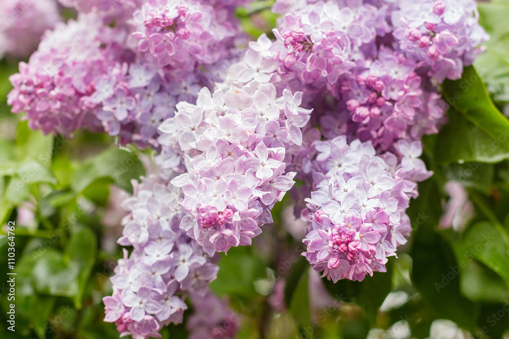 Closeup of pink lilac flowers Closeup of pink lilac flowers