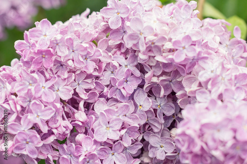 Lilac flowers background