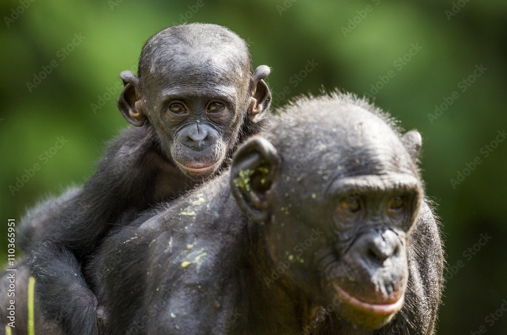 Obraz premium ?ub of a Bonobo on a back at Mother in natural habitat. Green natural background. The Bonobo ( Pan paniscus)
