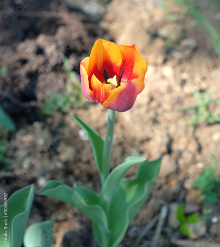 Red tulip bloom in a garden vertical view close up