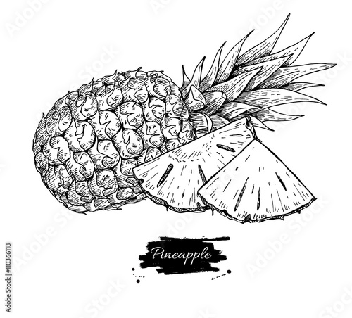 Vector hand drawn pineapple and sliced pieces. Tropical summer f