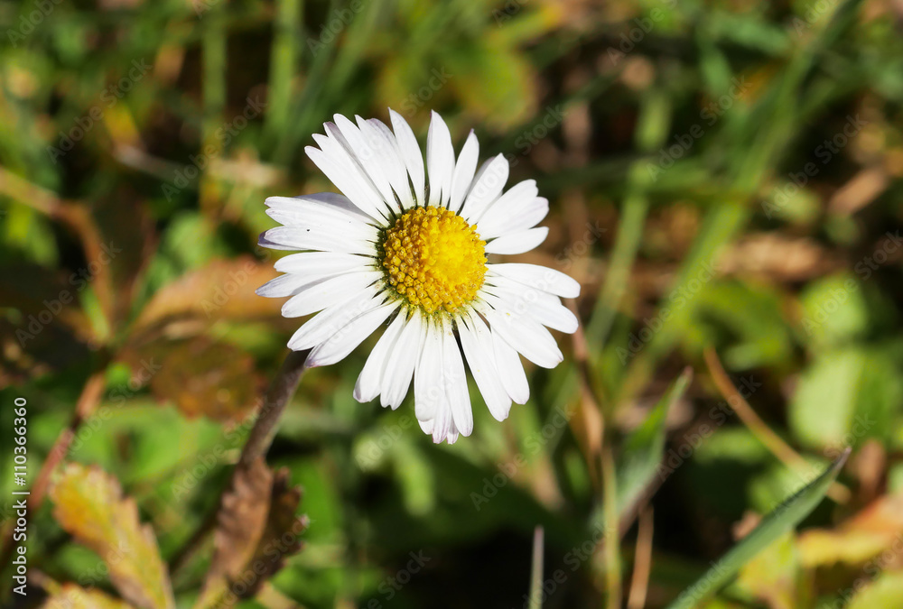 Obraz premium beautiful white and yellow marguerite