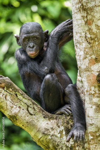 The portrait of juvenile Bonobo on the tree in natural habitat. Green natural background. The Bonobo ( Pan paniscus)