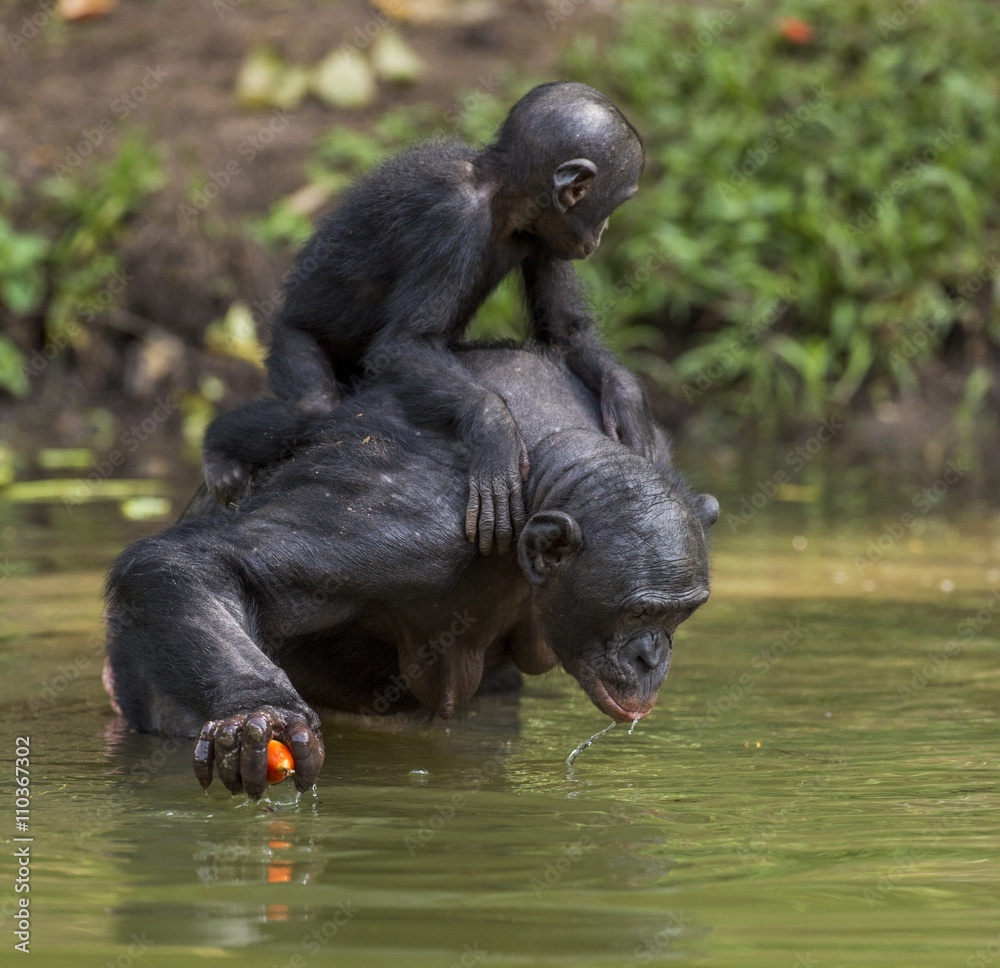 Fototapeta premium Bonobo standing on her legs in water with a cub on a back and drinks water. Green natural background. The Bonobo ( Pan paniscus)