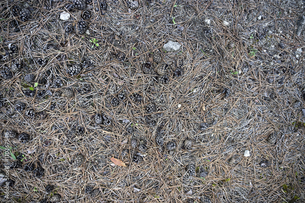 Forest ground texture with spruce needles Forest ground texture with spruce needles