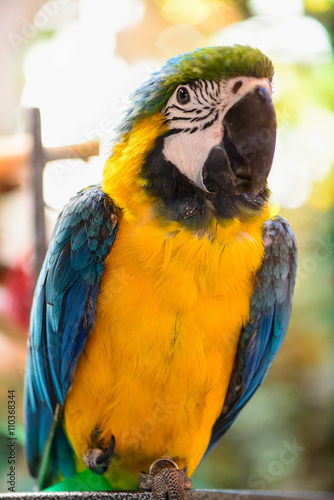Ara parrot tropical bird