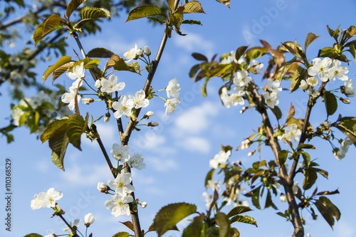Cherry blossoms against the blue sky
