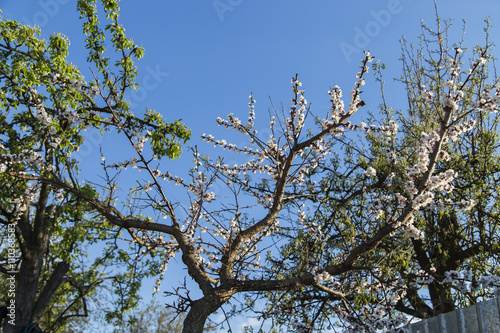 Spring flowers of apricot