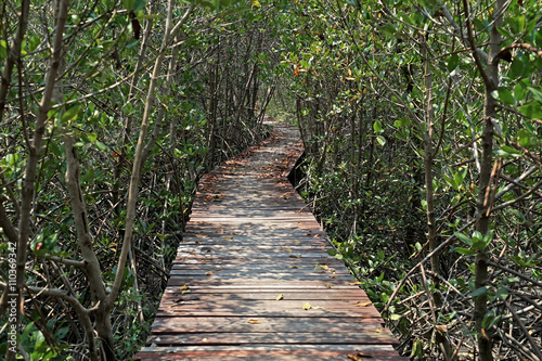 wooden bridge walkway into mangrove forest