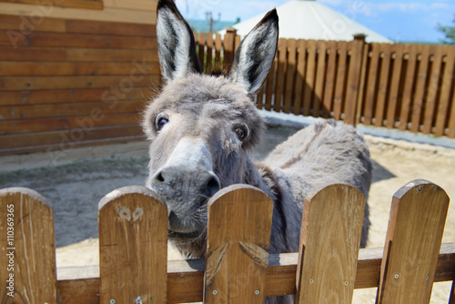 gray donkey animal closeup