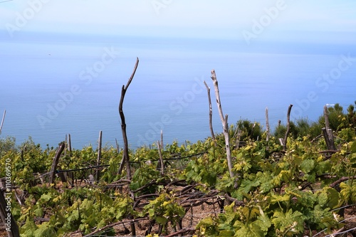 Wine growing region on the Amalfi Coast Cinque Terre in Italy photo