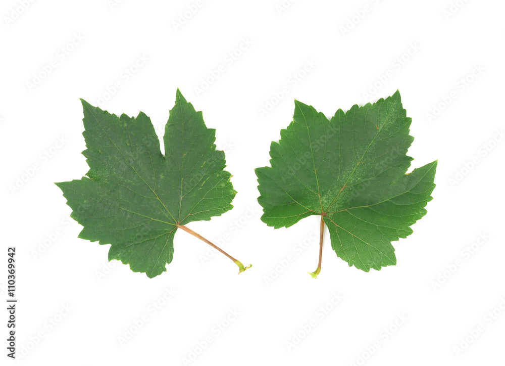 Fresh Green Grape Leaf Fresh Green Grape Leaf