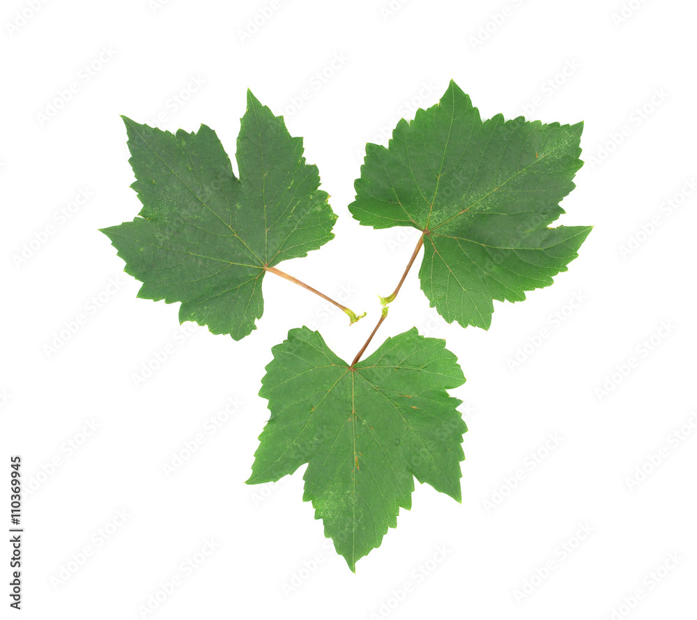 Fresh Green Grape Leaf Fresh Green Grape Leaf