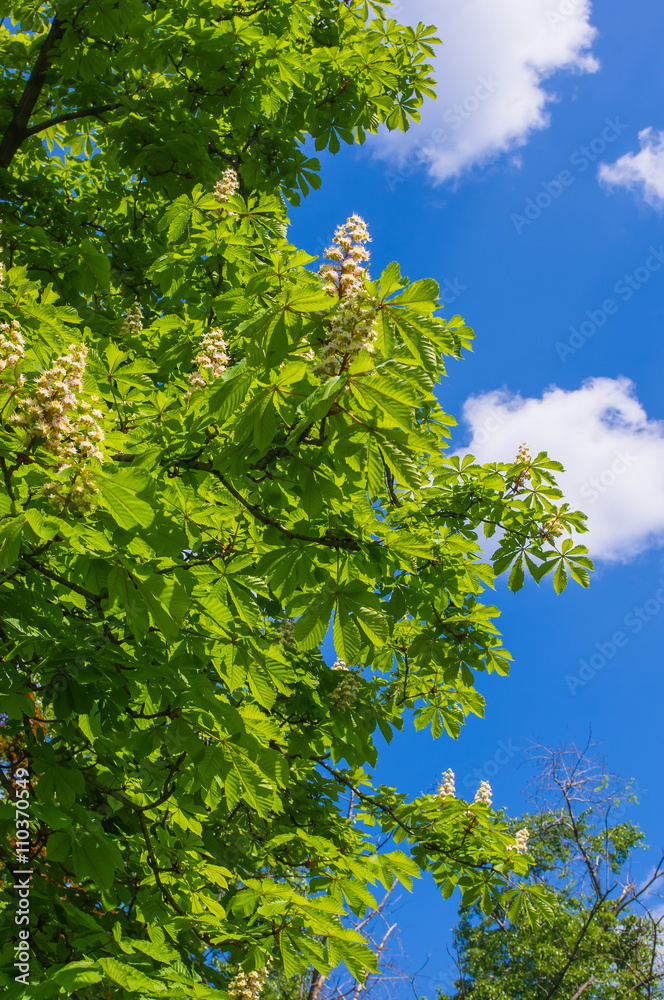 Flowering branches of chestnut Flowering branches of chestnut