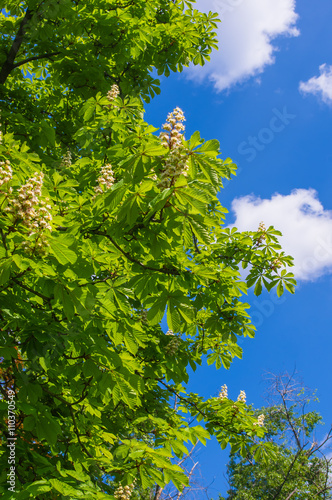Flowering branches of chestnut