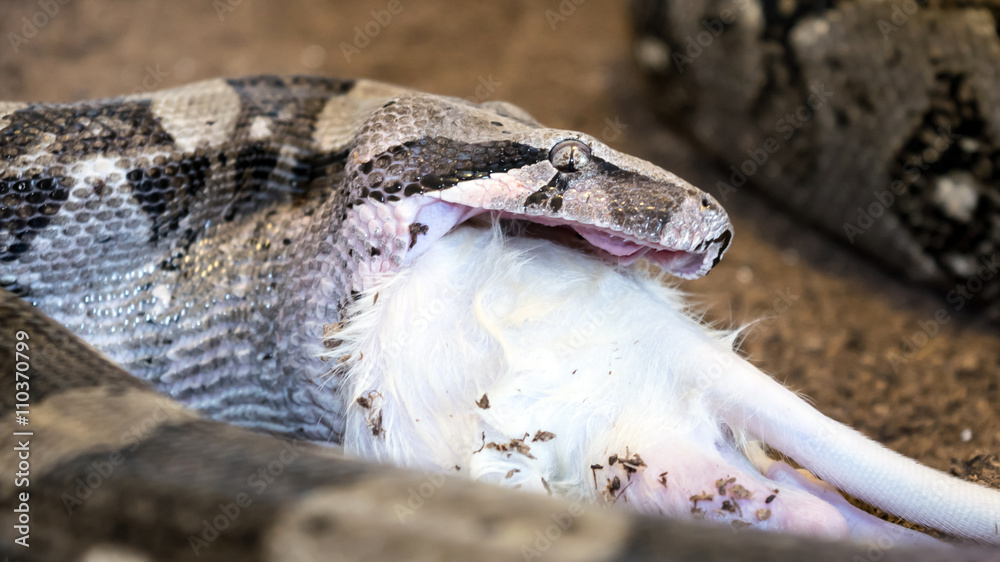 Foto Boa constrictor swallowing