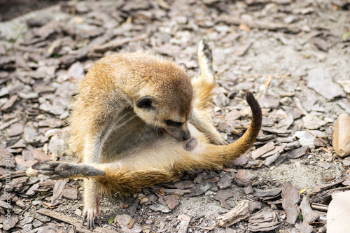 Meerkat licking its anus