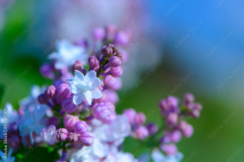 lilac flowers in spring lilac flowers in spring