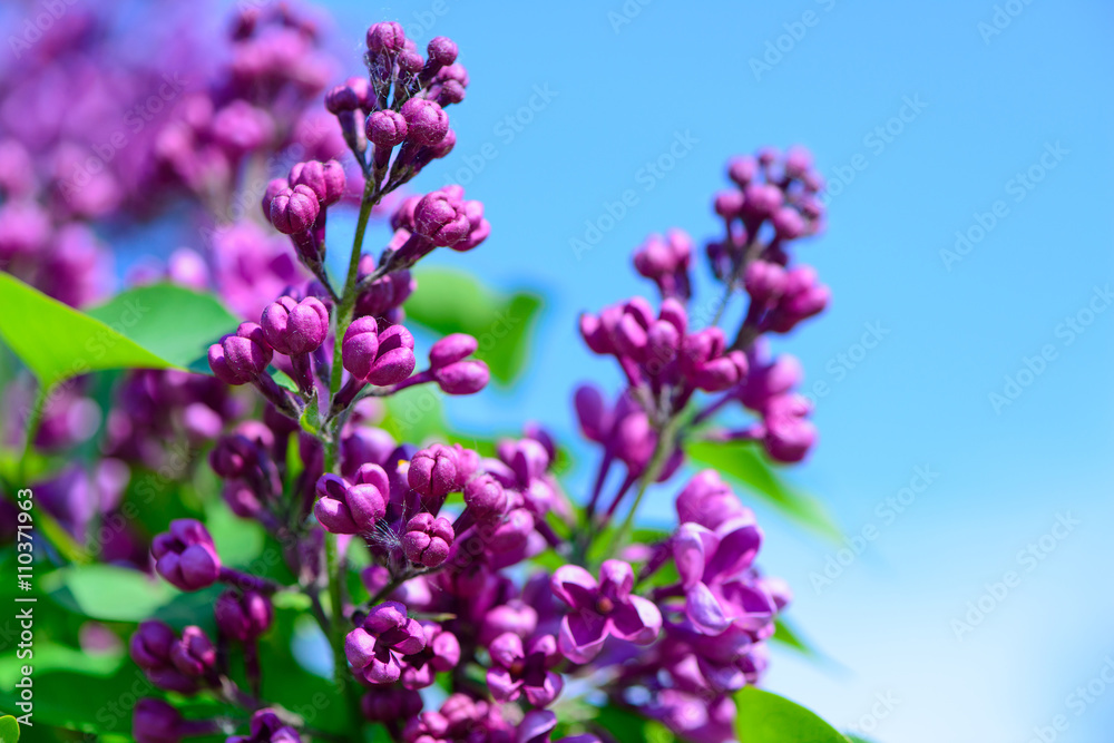lilac flowers in spring lilac flowers in spring