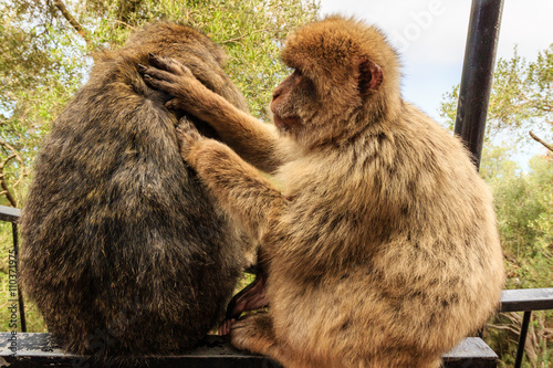 Monkey in Gibraltar