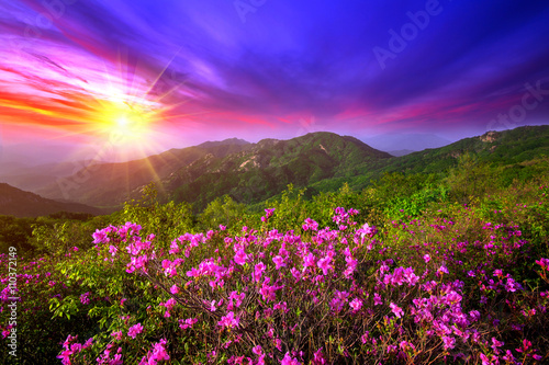 Beautiful pink flowers on mountains at sunset, Hwangmaesan mountain in South Korea. photo