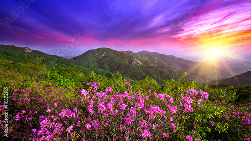 Beautiful pink flowers on mountains at sunset  Hwangmaesan mount