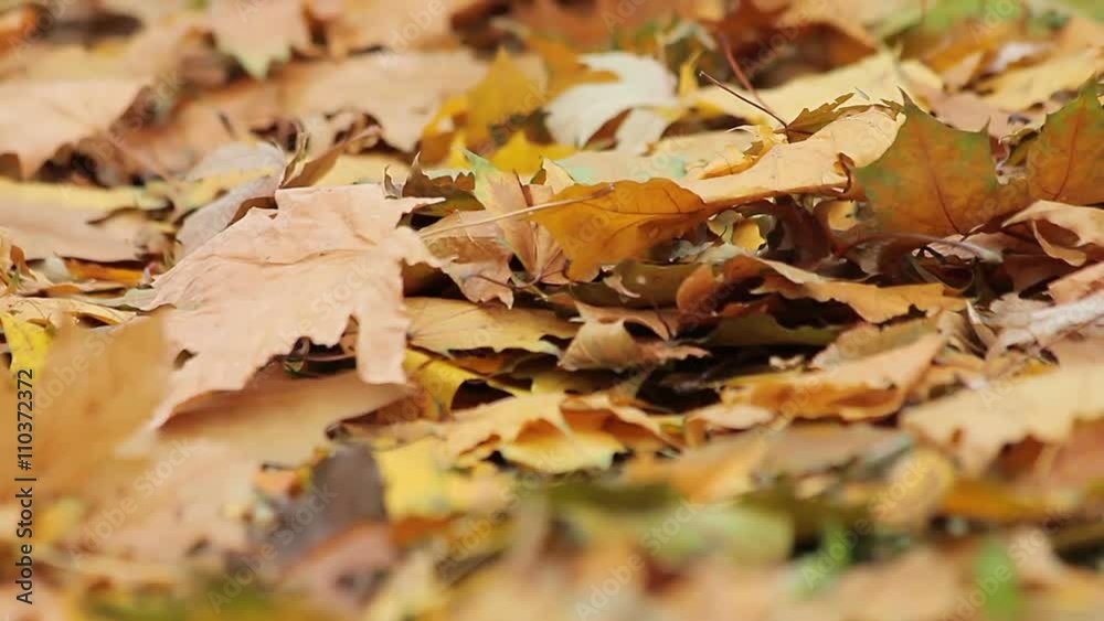 Windy weather in autumn park, dead yellow leaves covering ground, nostalgia Windy weather in autumn park, dead yellow leaves covering ground, nostalgia