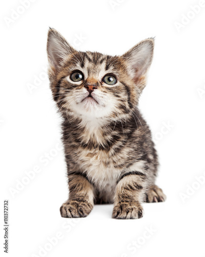 Cute Tabby Kitten Over White