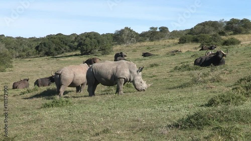 Two white rhinos grazing next to buffalos that are resting on the green grass. photo