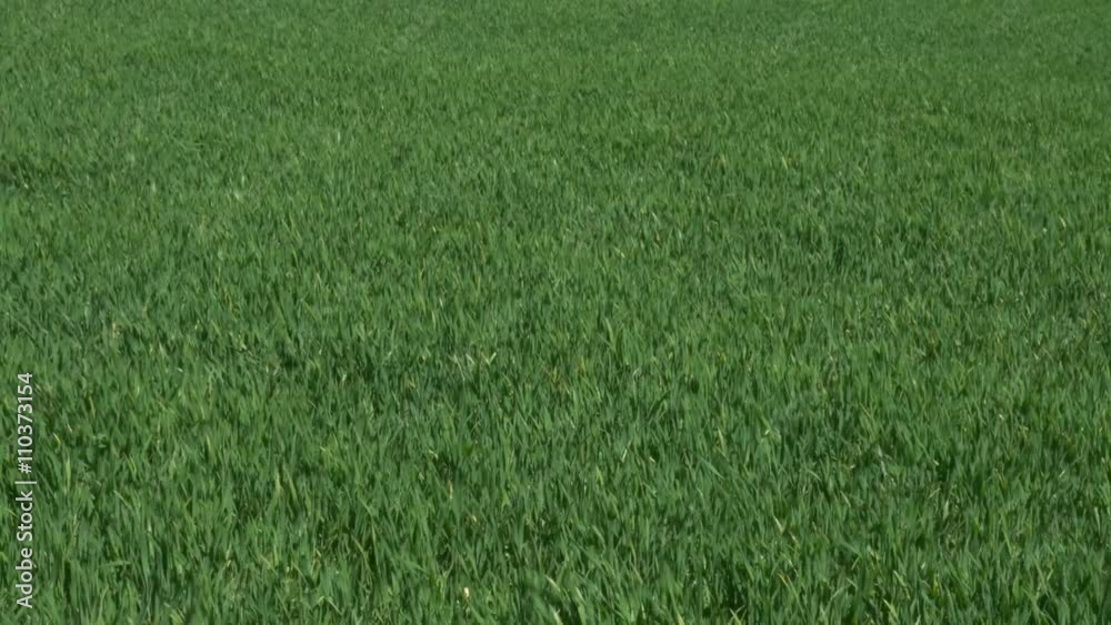 green field in the wind green field in the wind