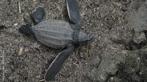 Directly above of leatherback turtle crawling on the beach; Trinidad; Trinidad and Tobago