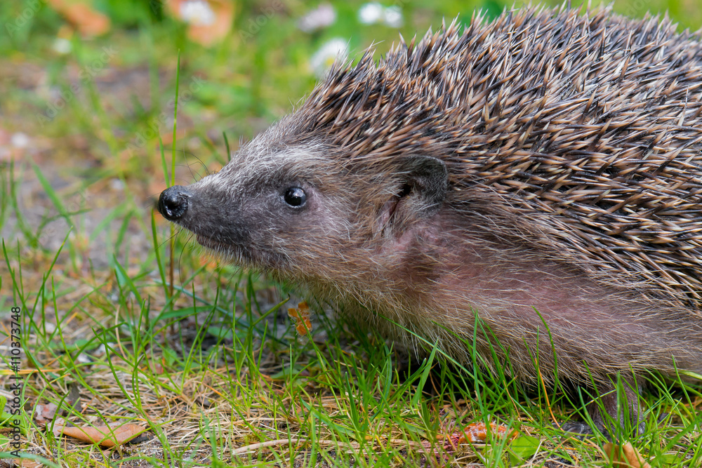 Igel Braunbrustigel (Erinaceus europaeus) im Garten im Frühling Igel Braunbrustigel (Erinaceus europaeus) im Garten im Frühling