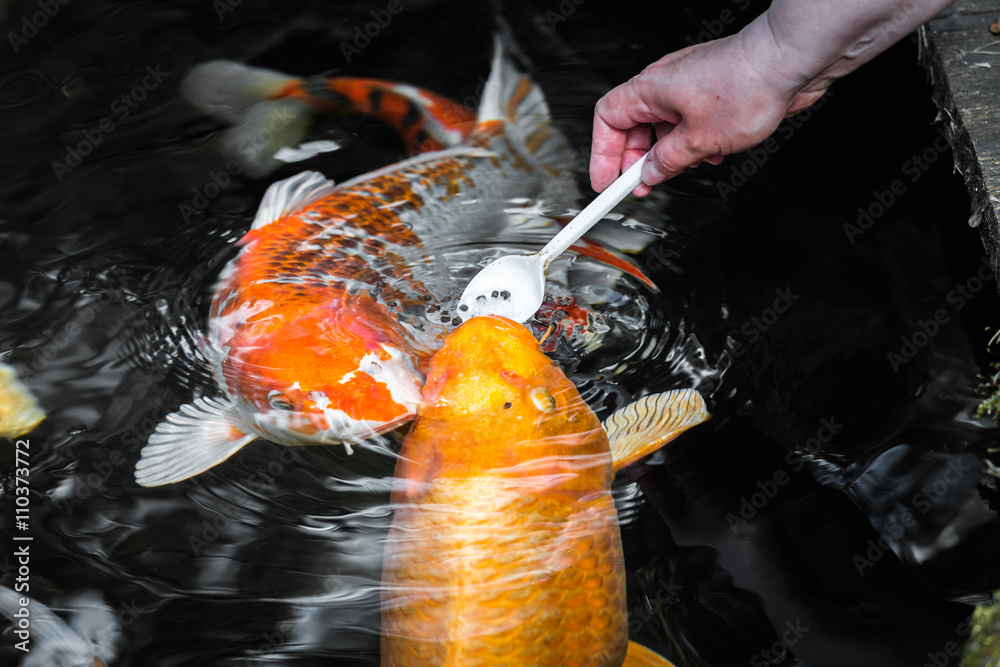 Japan Kois im Koiteich Japanischer Koi im Gartenteich bei der