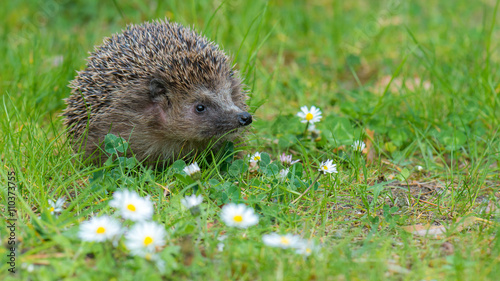 Igel Braunbrustigel (Erinaceus europaeus) im Garten im Frühling